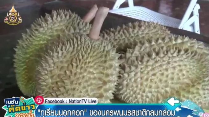 ทุเรียนนครพนม ทุเรียนนครพนม